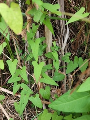 Calystegia sepium