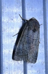 Orthodes majuscula