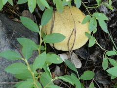 Suillus variegatus