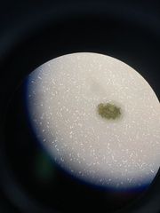 Potamogeton bicupulatus