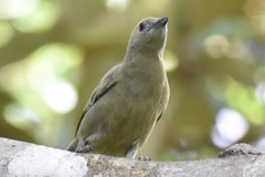 Thraupis palmarum