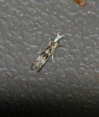 Microcrambus minor