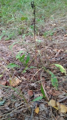 Epipactis helleborine