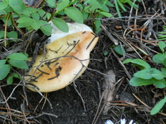 Russula cerolens