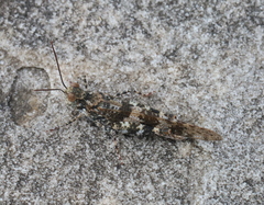 Trimerotropis saxatilis
