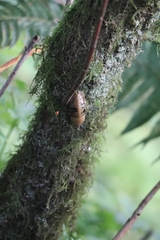 Ariolimax columbianus