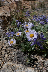 Erigeron algidus