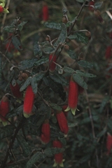 Correa reflexa speciosa