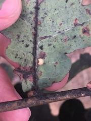 Neuroterus anthracinus