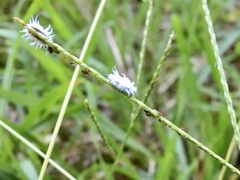 Cryptolaemus montrouzieri