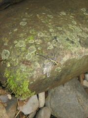 Octogomphus specularis