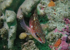 Hypoplectrodes maccullochi