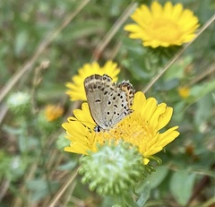 Plebejus melissa