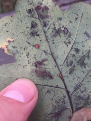 Neuroterus anthracinus