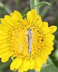 Plebejus melissa
