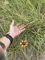 Gaillardia pulchella