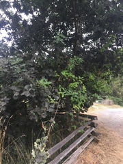 Neuroterus anthracinus