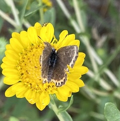 Plebejus melissa