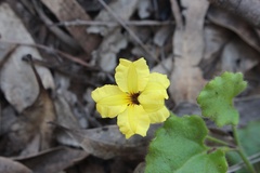 Goodenia rotundifolia