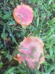 Amanita muscaria flavivolvata