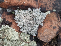 Stereocaulon saxatile