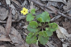 Goodenia rotundifolia