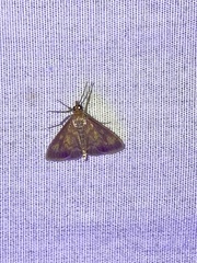 Pyrausta acrionalis