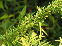 Lespedeza cuneata
