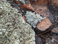 Stereocaulon saxatile