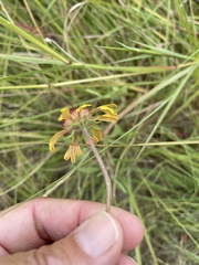 Gaillardia pulchella