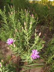 Oocephala centaureoides