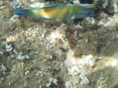 Thalassoma pavo
