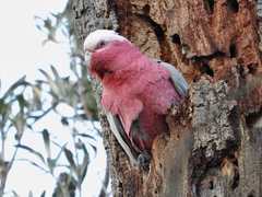 Eolophus roseicapilla albiceps