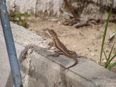 Tropidurus