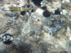 Thalassoma pavo