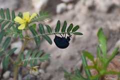 Cysteodemus wislizeni