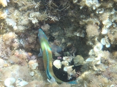 Thalassoma pavo