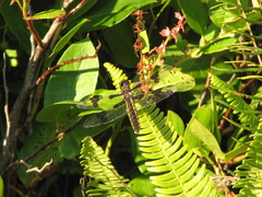 Libellula forensis