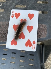 Spilosomina