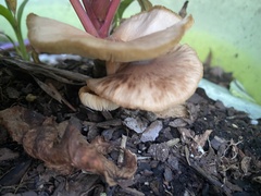 Desarmillaria caespitosa