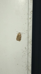 Agonopterix canadensis