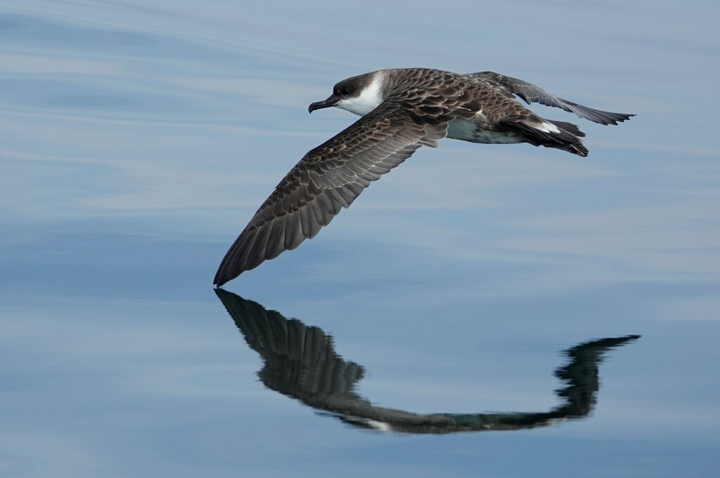 Great shearwater flying low over calm water, its reflection below