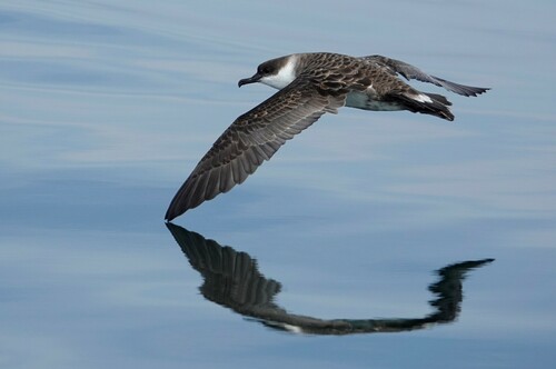 Puffin majeur