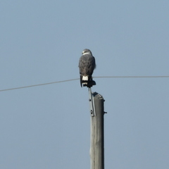 Geranoaetus polyosoma