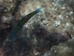 Thalassoma pavo