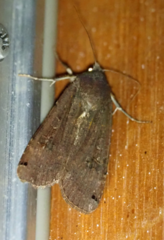 Noctua pronuba