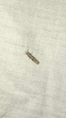 Agriphila vulgivagellus