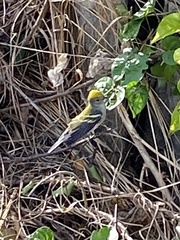 Setophaga pensylvanica