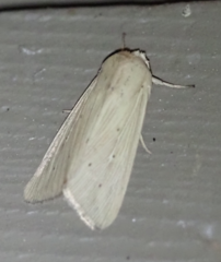 Mythimna oxygala