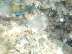 Thalassoma pavo